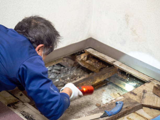 Best Crawl Space Mold Remediation in Broadlands, VA