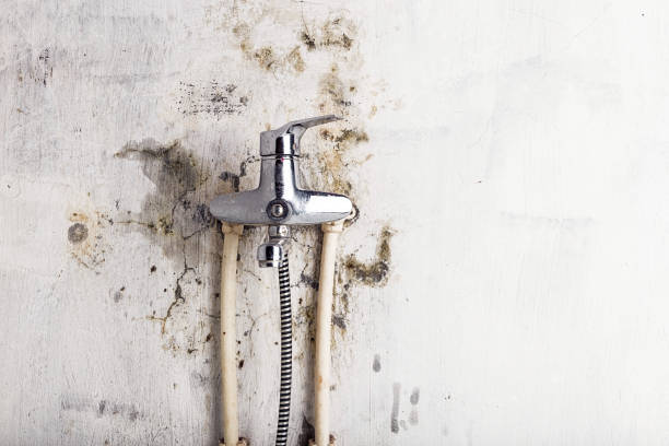 Best Kitchen Mold Remediation in Broadlands, VA