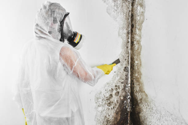Reliable Broadlands, VA Mold Remediation Solutions