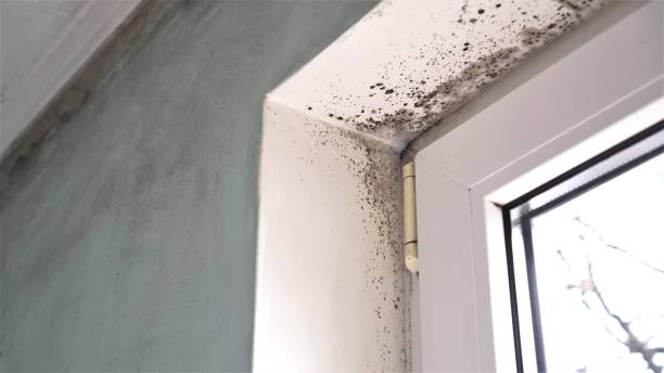 Best Mold Testing and Inspection Services in Broadlands, VA