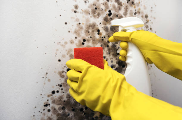 Best Mold Remediation for Specific Building Types in Broadlands, VA