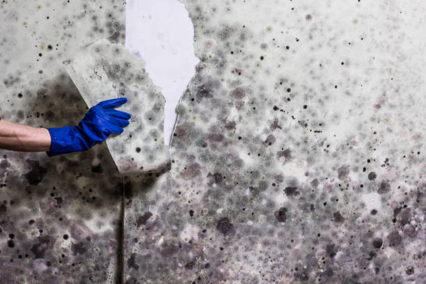Best White Mold Remediation in Broadlands, VA