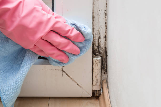 Best Post-Remediation Services in Broadlands, VA